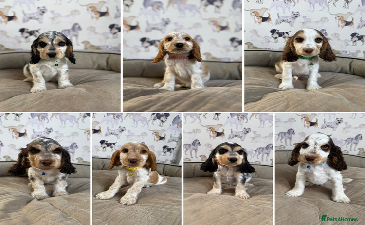 Cocker Spaniel dogs - Advert 8