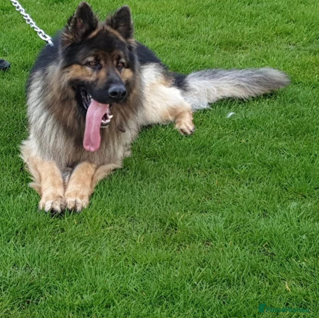 German Shepherd dogs for stud: KC Registered Long Hair German Shepherd Stud - Image 1