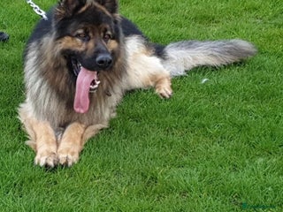 German Shepherd dogs - Advert 6