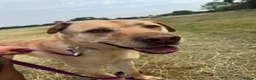 Mixed Breed dogs for adoption: Carlos wants his forever home  - Advert 3