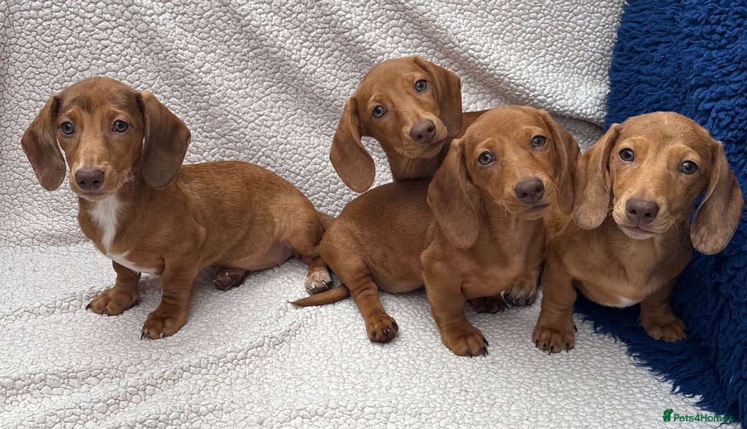 Miniature Dachshund dogs for sale: FULLY VAX KC MINI PRA CLEAR READY NOW  - Image 4