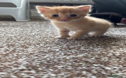 British Shorthair cats for sale: Beautiful litter of 5 kittens  - Image 2