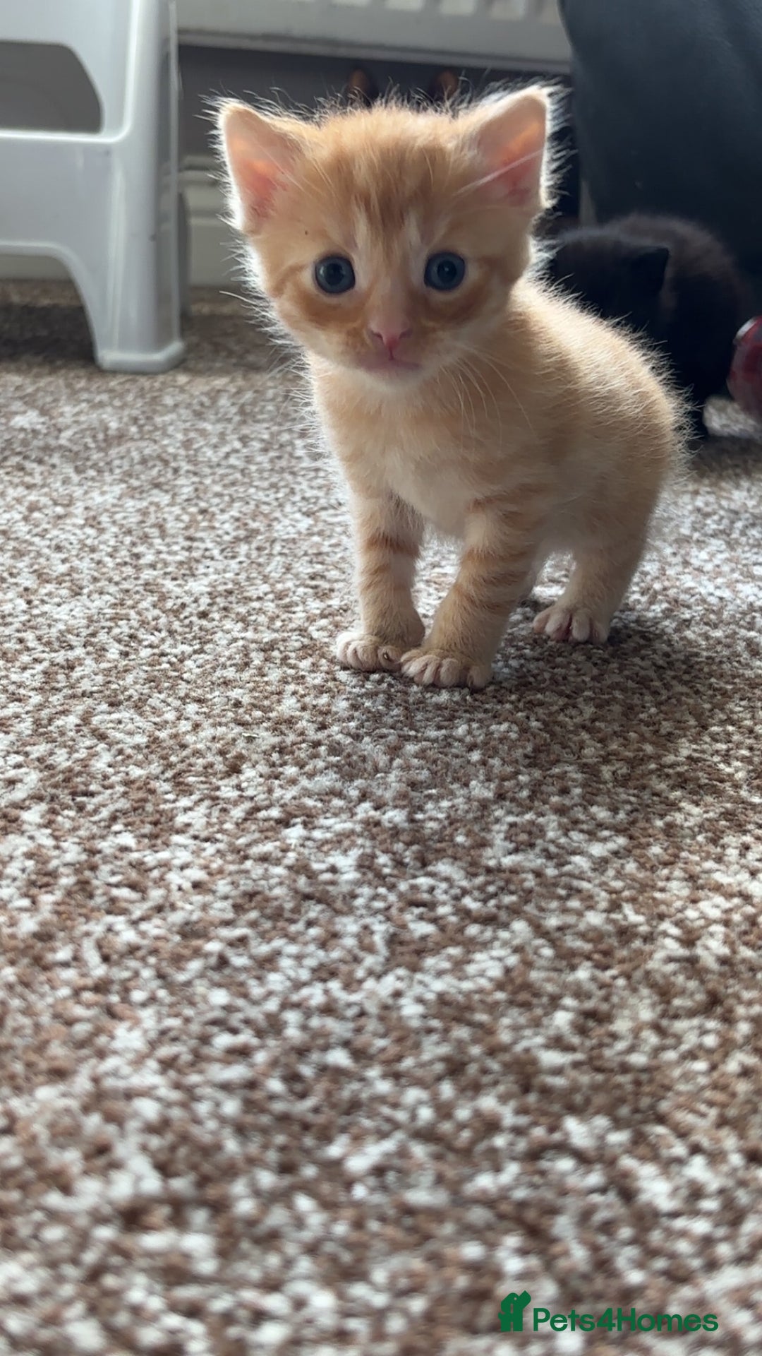 British Shorthair cats for sale: Beautiful litter of 5 kittens  - Image 2