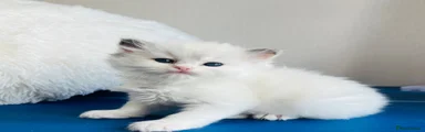 Ragdoll 2