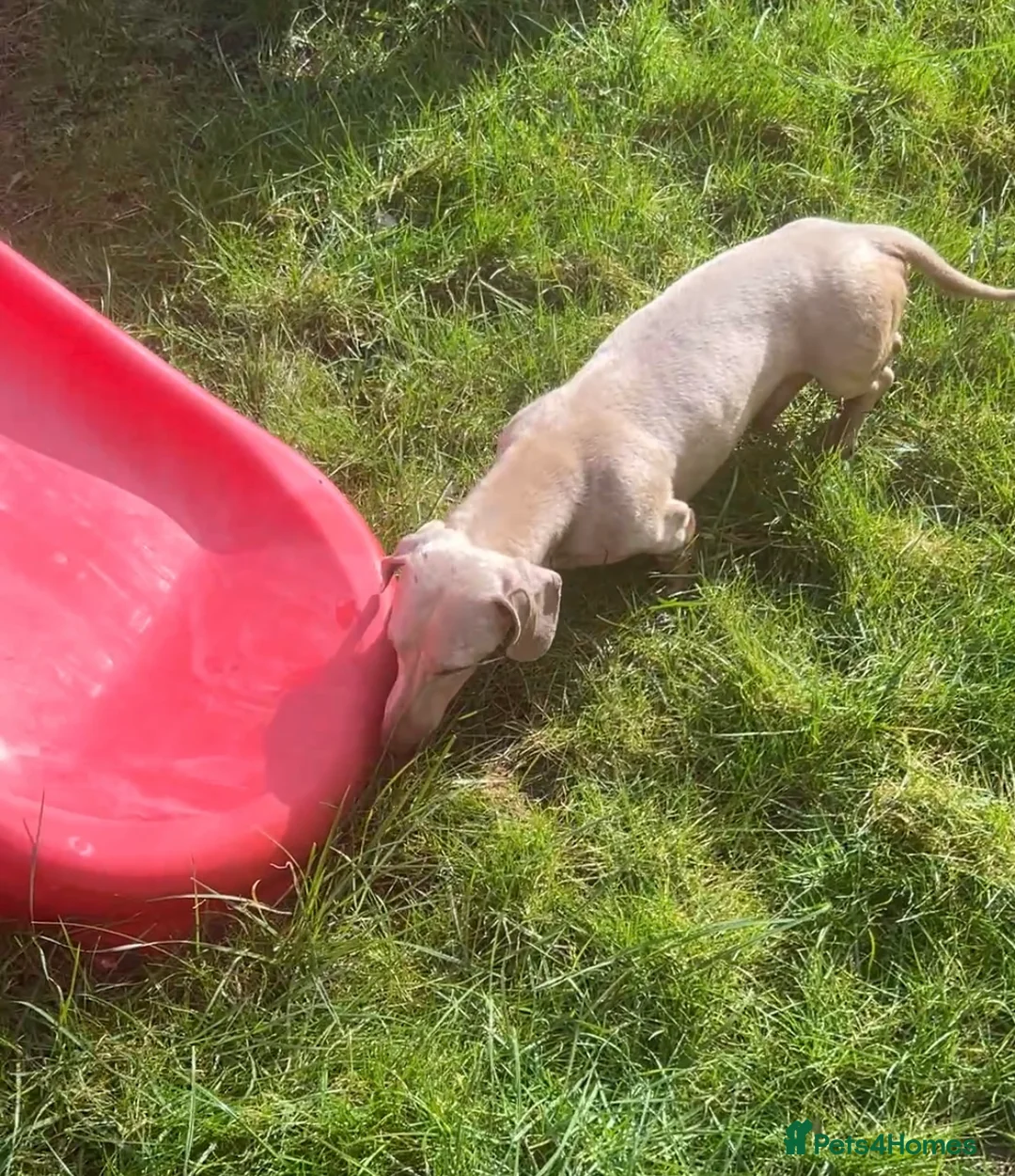 Miniature Dachshund dogs for stud: ⭐️ TRIGGER⭐️ smooth hair Isabella & Tan STUD in Mexborough - Advert 25