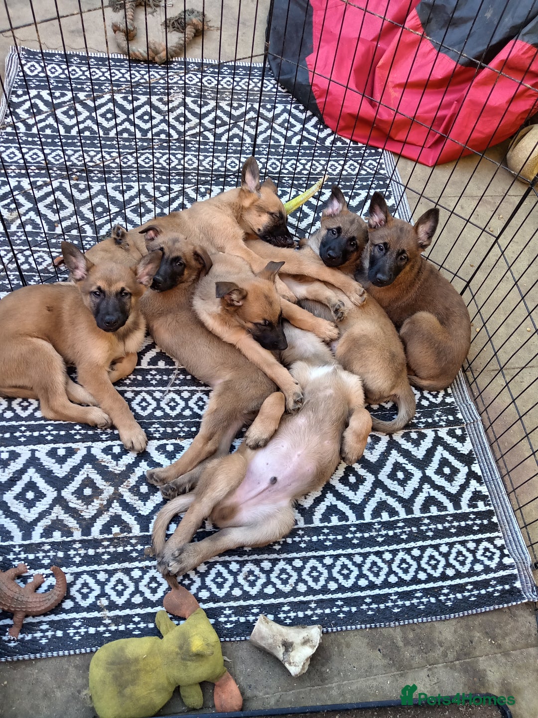 Belgian Shepherd Dog dogs for sale: Belgian malinois puppies  - Image 1