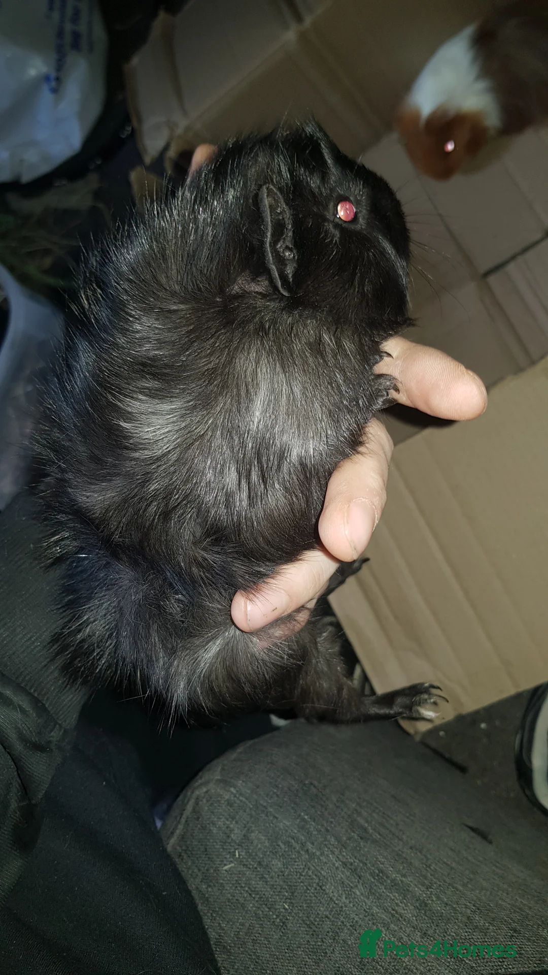 Guinea Pig rodents for sale: 4 female guinea pigs in Telford - Advert 1