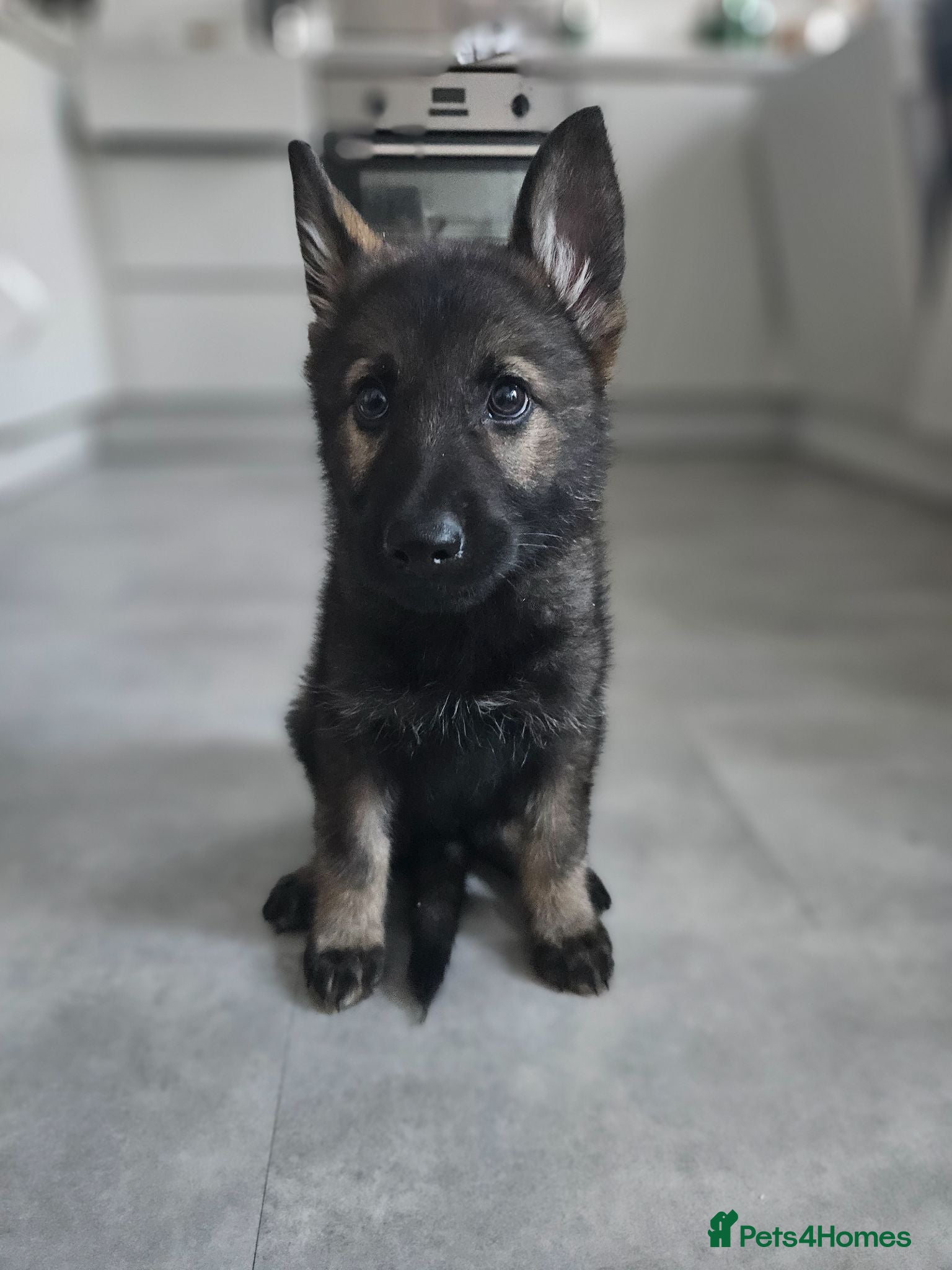 German Shepherd dogs German Shepherd Working Line Puppy - Advert 1