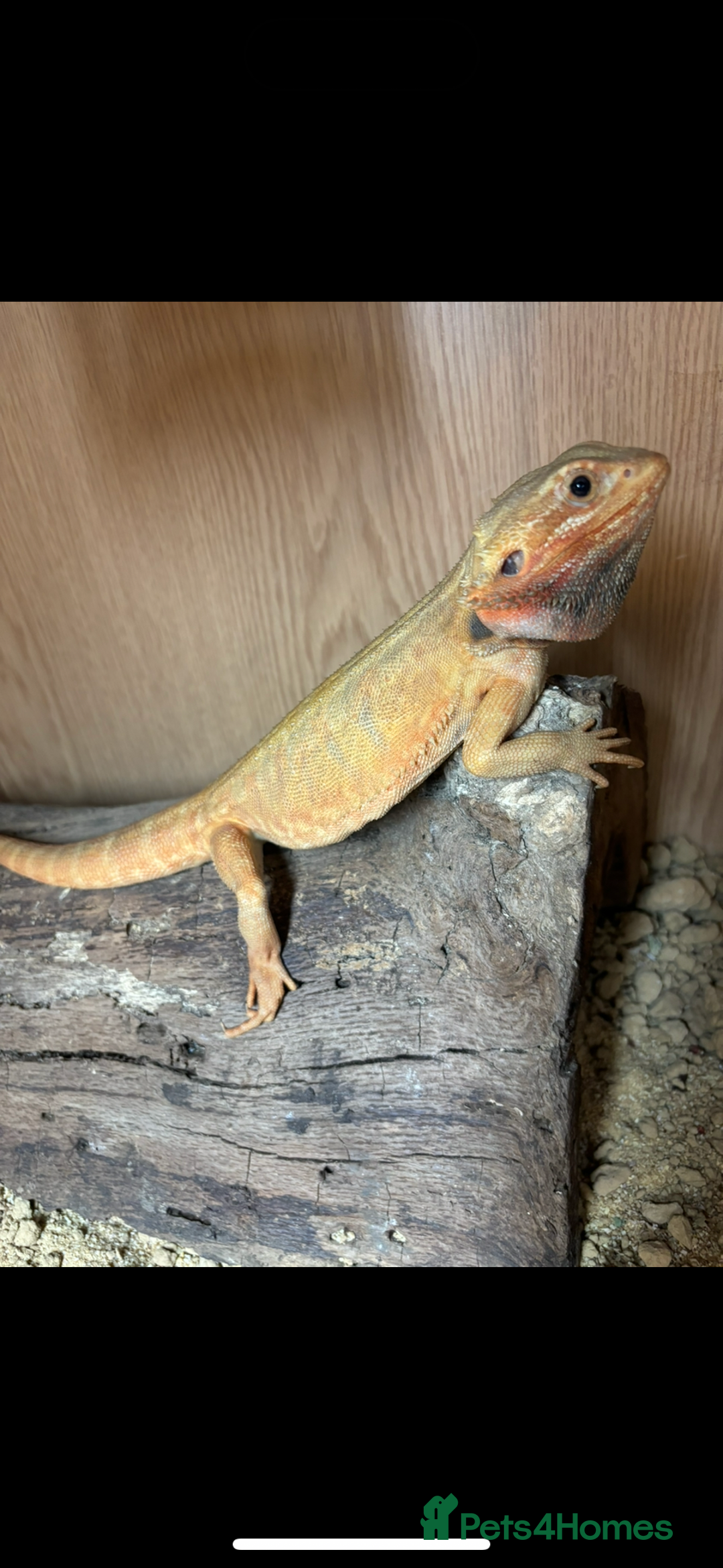 Bearded Dragon reptiles for sale: Citrus lather back male bearded dragon - Advert 4