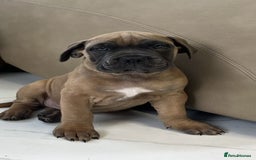 Bullmastiff dogs for sale: Courageous Bullmastiff Puppies. - Image 2