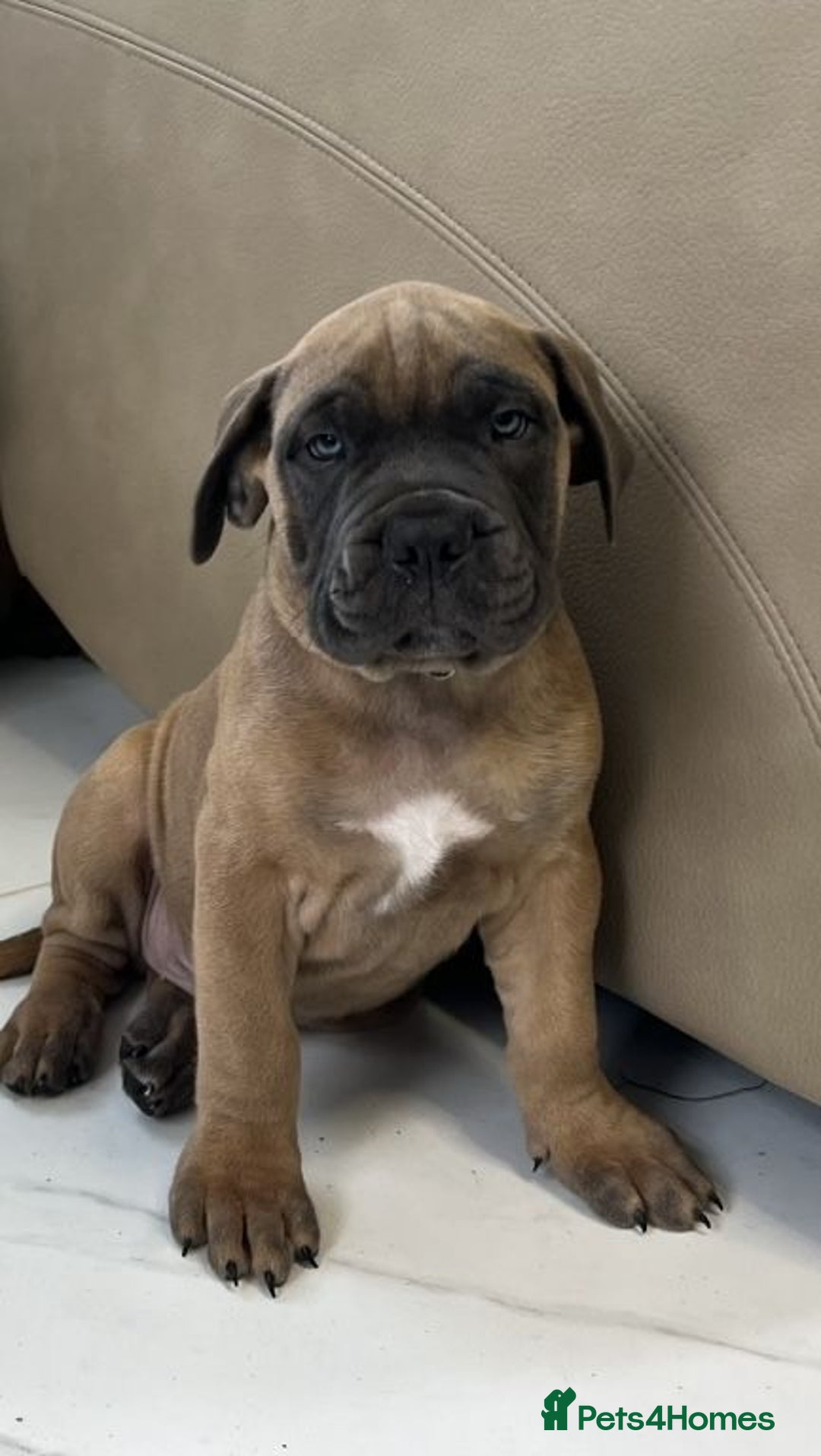Bullmastiff dogs for sale: Courageous Bullmastiff Puppies. - Image 2