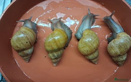 Snails invertebrates for sale: Giant African land snails (fulica) - Image 3