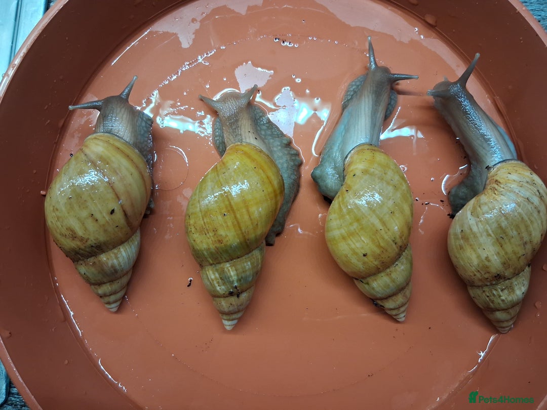 Snails invertebrates for sale: Giant African land snails (fulica) - Image 3