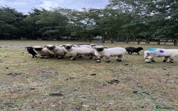 Sheep livestock for sale: Registered Valais Ewe’s  - Image 4