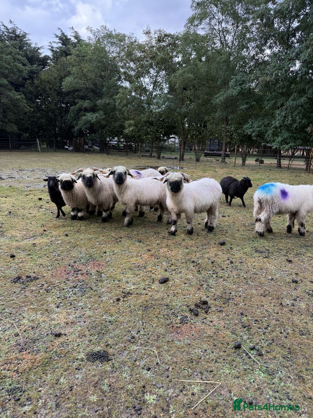 Sheep livestock for sale: Registered Valais Ewe’s  - Image 4
