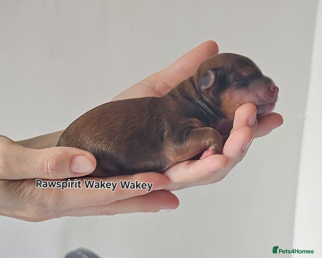 Chinese Crested dogs New litter boys and girls. - Advert 1