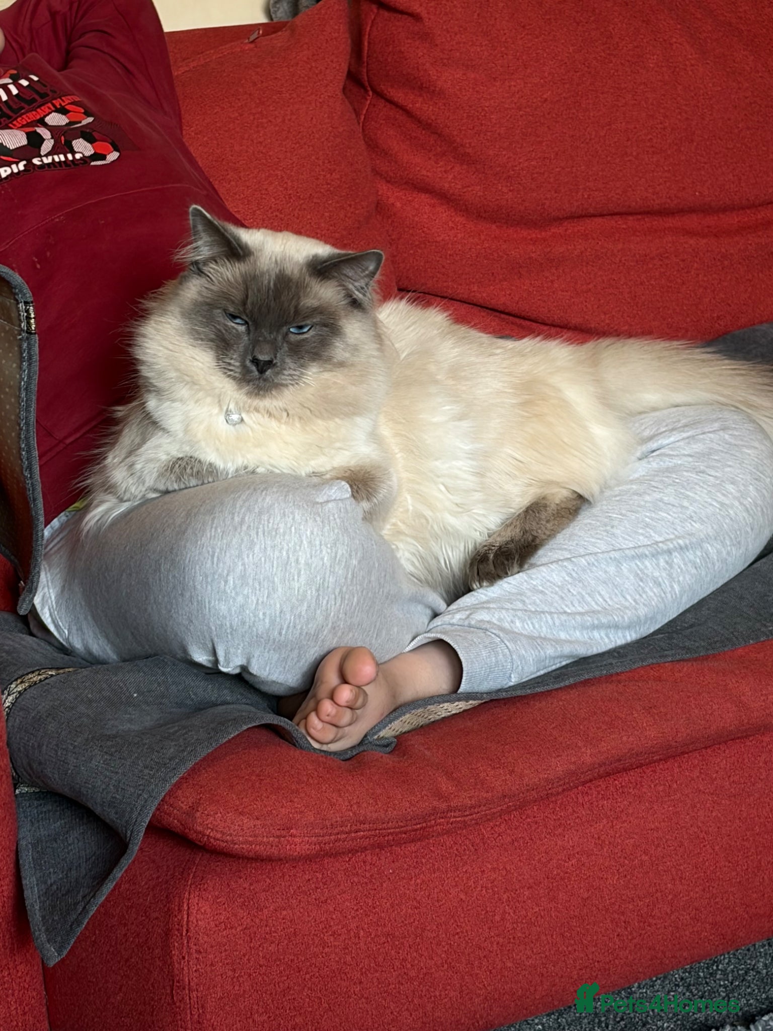 Ragdoll cats for sale: Loki  in Blackburn - Advert 7