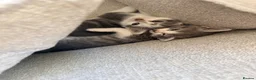 Mixed Breed cats for sale: Two lovely girls left - Advert 8