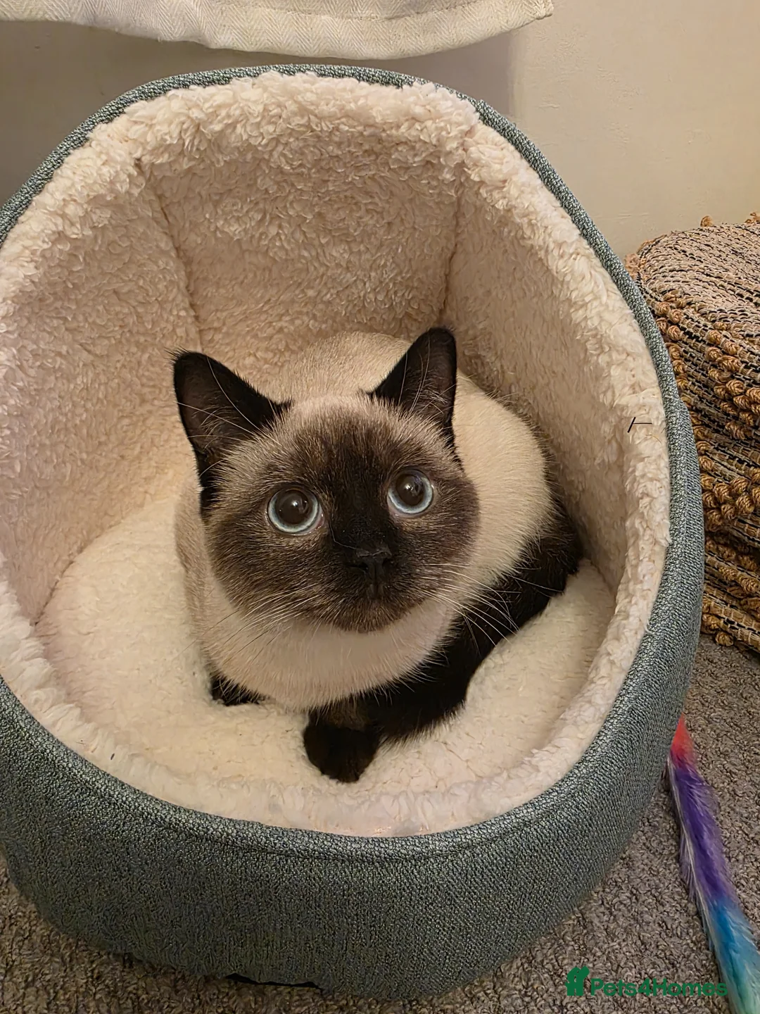 Ragdoll cats for sale: Ragdoll  in Leyland - Advert 2