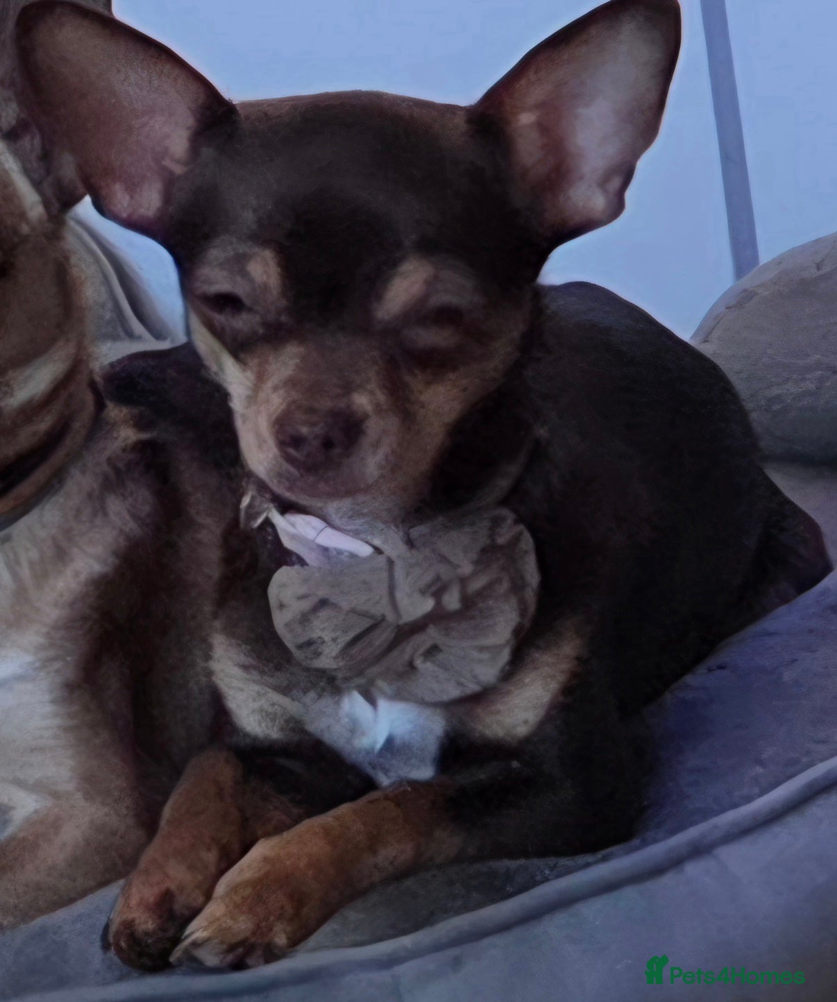 Chihuahua dogs 1 year old russian chihuahua - Advert 1