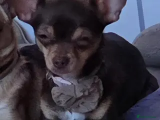 Chihuahua dogs 1 year old russian chihuahua - Advert 1