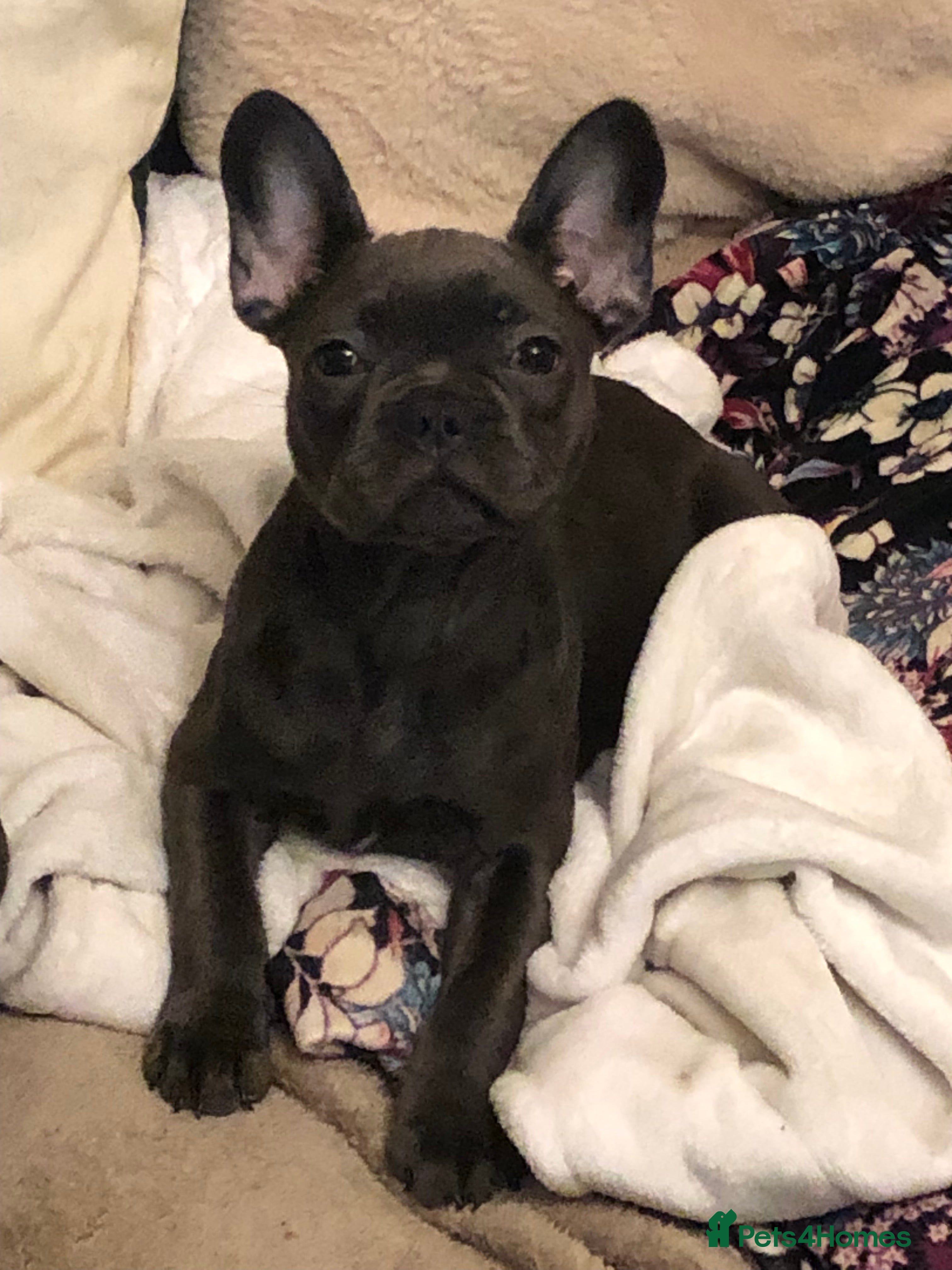 French Bulldog dogs QUALITY SOLID BLUE FRENCH BULLDOG PUPPIES  - Advert 1