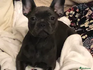 French Bulldog dogs QUALITY SOLID BLUE FRENCH BULLDOG PUPPIES - Advert 15