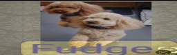 Miniature Poodle dogs for sale: BEAUTIFUL RED MINIATURE POODLE GIRL LOTTIE - Advert 5