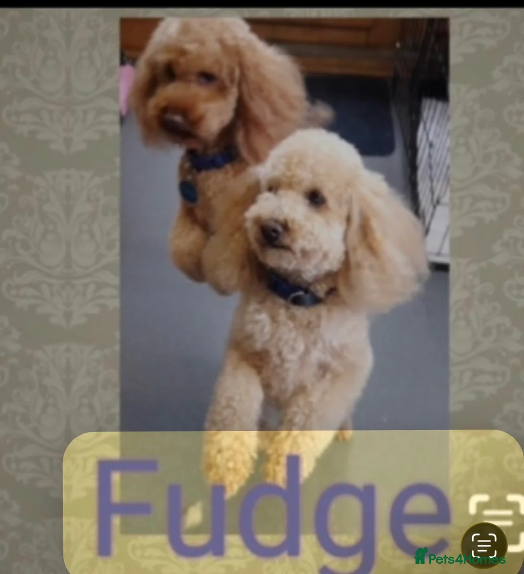 Miniature Poodle dogs for sale: BEAUTIFUL RED MINIATURE POODLE GIRL LOTTIE - Advert 5