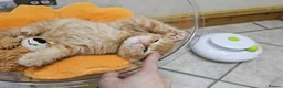 British Shorthair cats for sale: Beautiful British Shorthair & Longhair Kittens - Advert 23