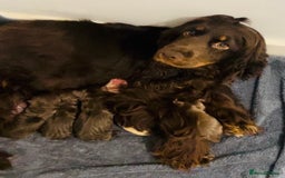 Cocker Spaniel dogs for sale: 3 boys 1 girl Ready to leave show cocker puppies  - Image 11
