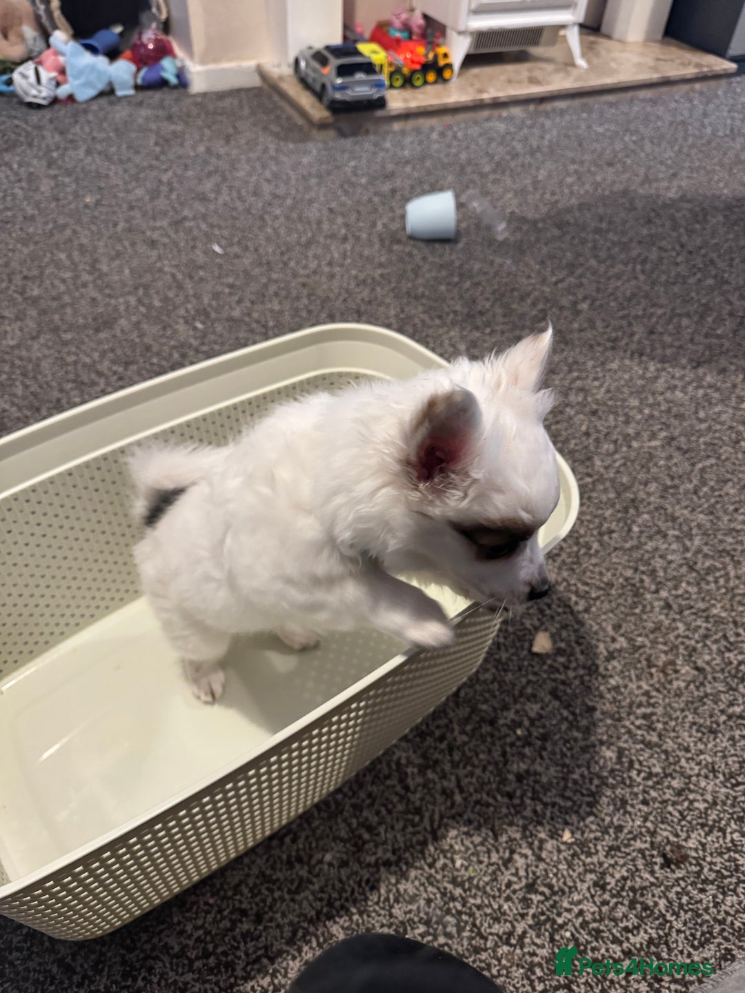 Mixed Breed dogs for sale: chihuahua, Pomeranian jack Russell puppy   - Advert 4