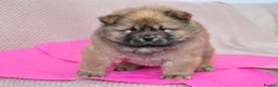 Chow Chow dogs for sale: Pedigree Chow Chow puppies available 🐶 - Advert 17