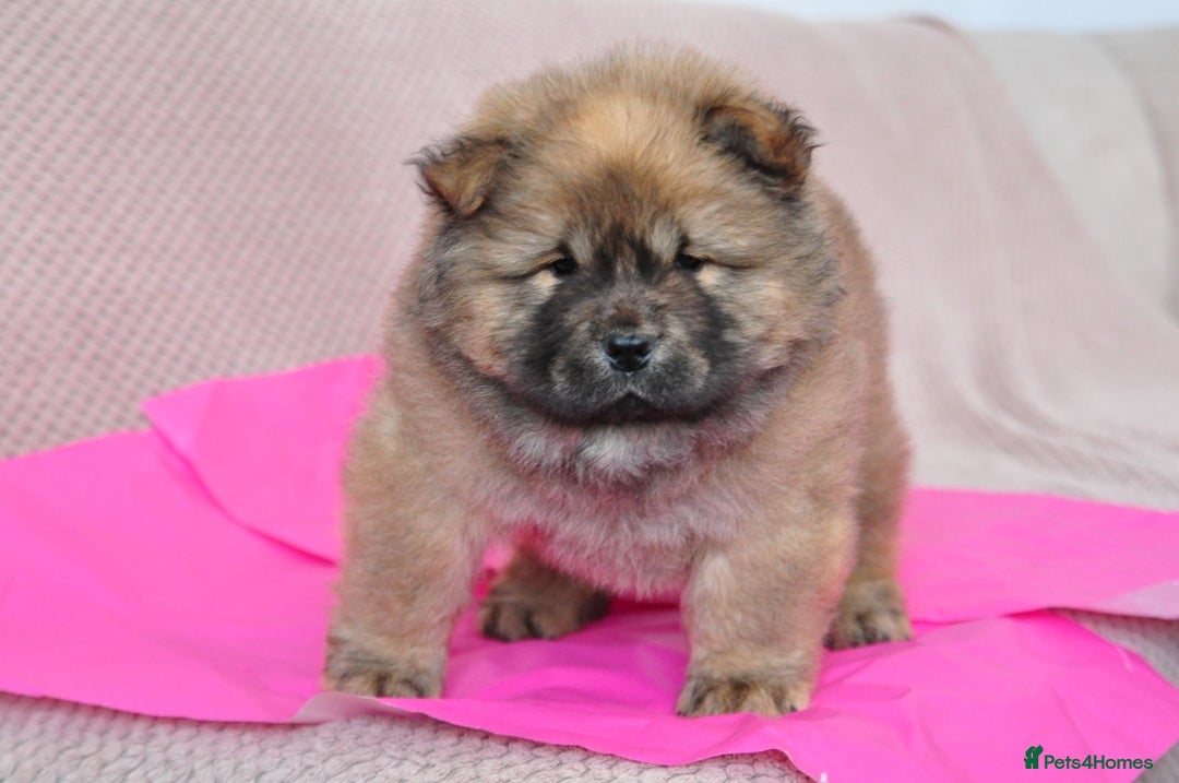 Chow Chow dogs for sale: Pedigree Chow Chow puppies available 🐶 - Advert 17