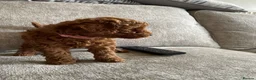 Cavapoochon dogs for sale: DNA Tested Hypoallergenic Cavapoochon F1BB Babies  - Advert 16
