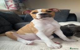 Staffordshire Bull Terrier dogs for sale: 13 week old pup for sale  - Image 2