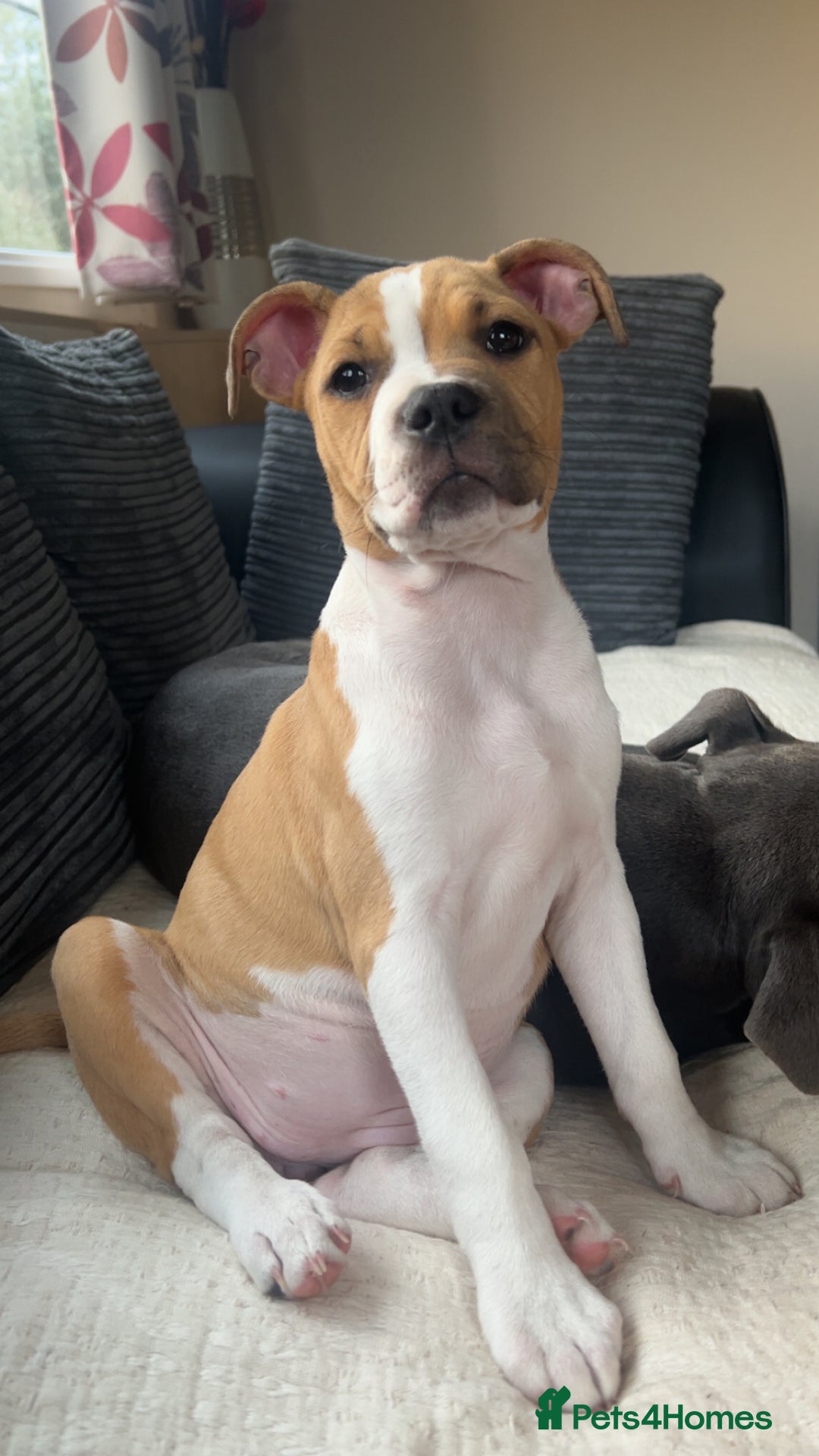 Staffordshire Bull Terrier dogs for sale: 13 week old pup for sale  - Image 2