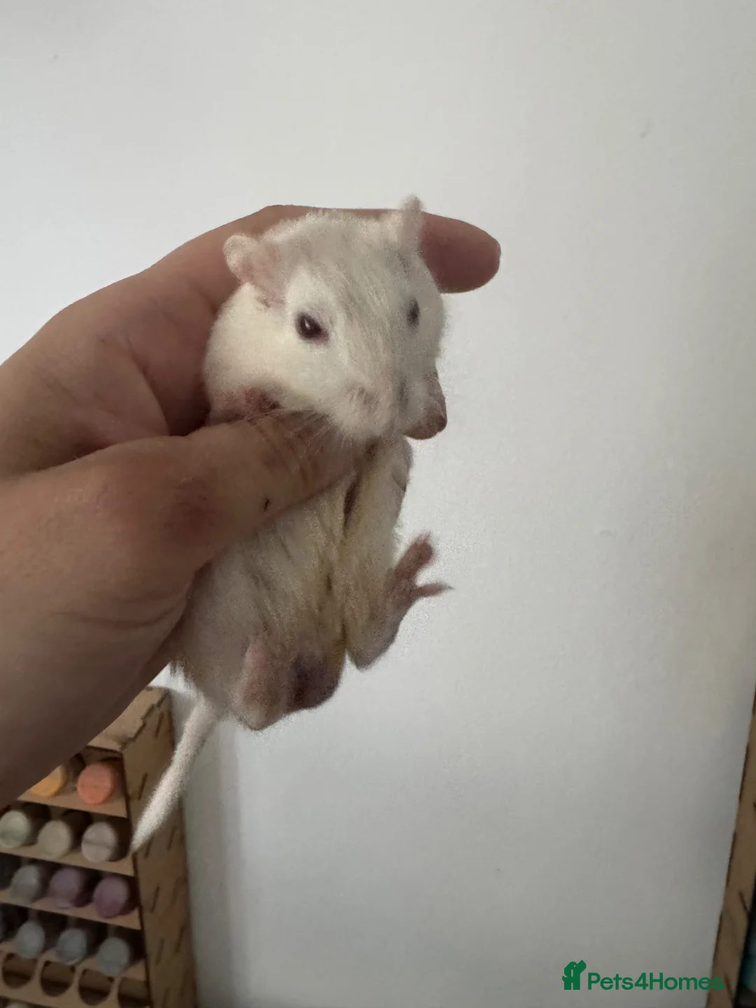 Gerbil rodents for sale: Gerbils and hamster - Advert 2