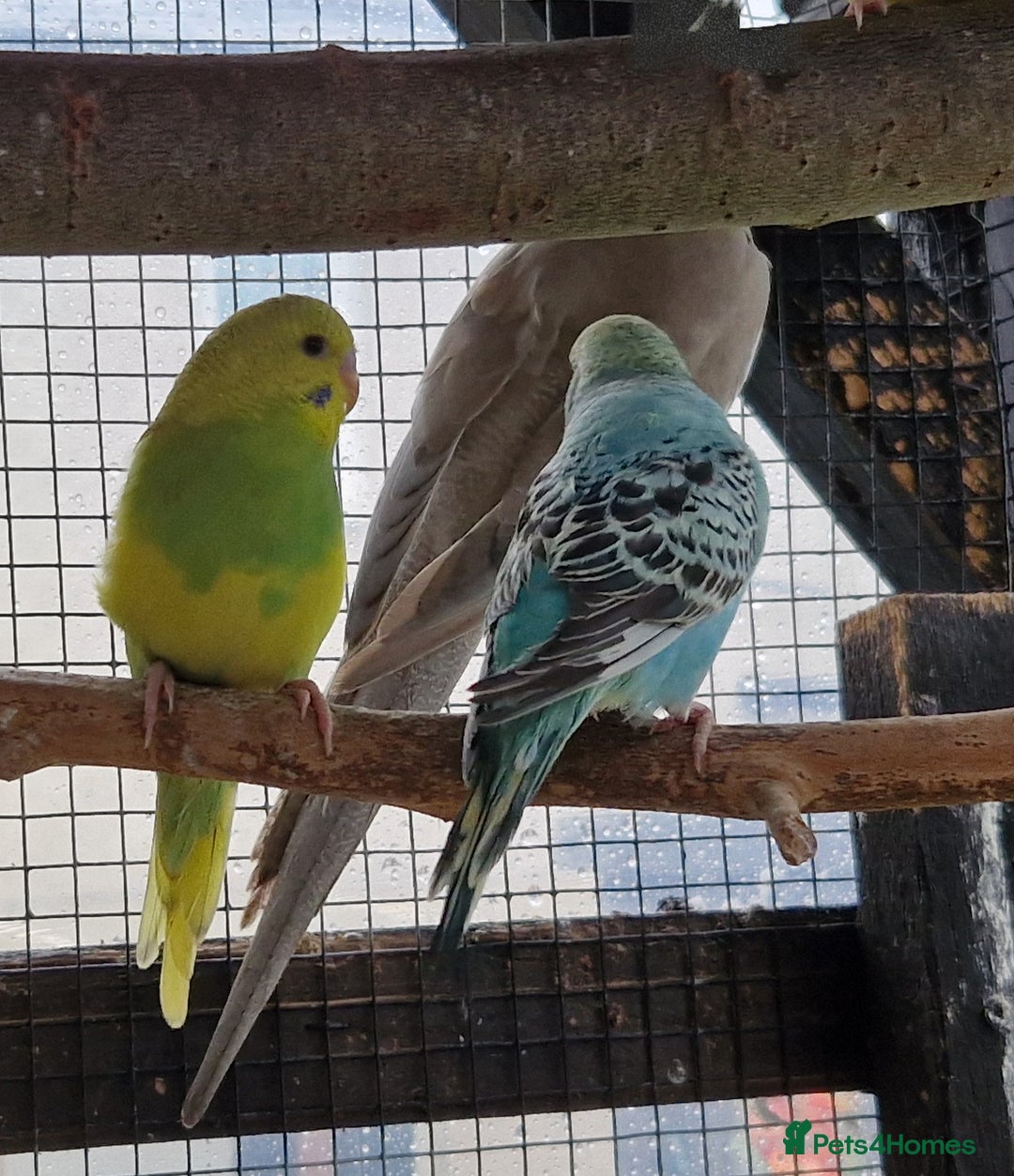 Budgerigars birds for sale: Baby budgies for sale from 15th Dec  - Advert 5