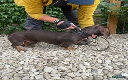 Dachshund dogs for adoption: Ollie - Image 3