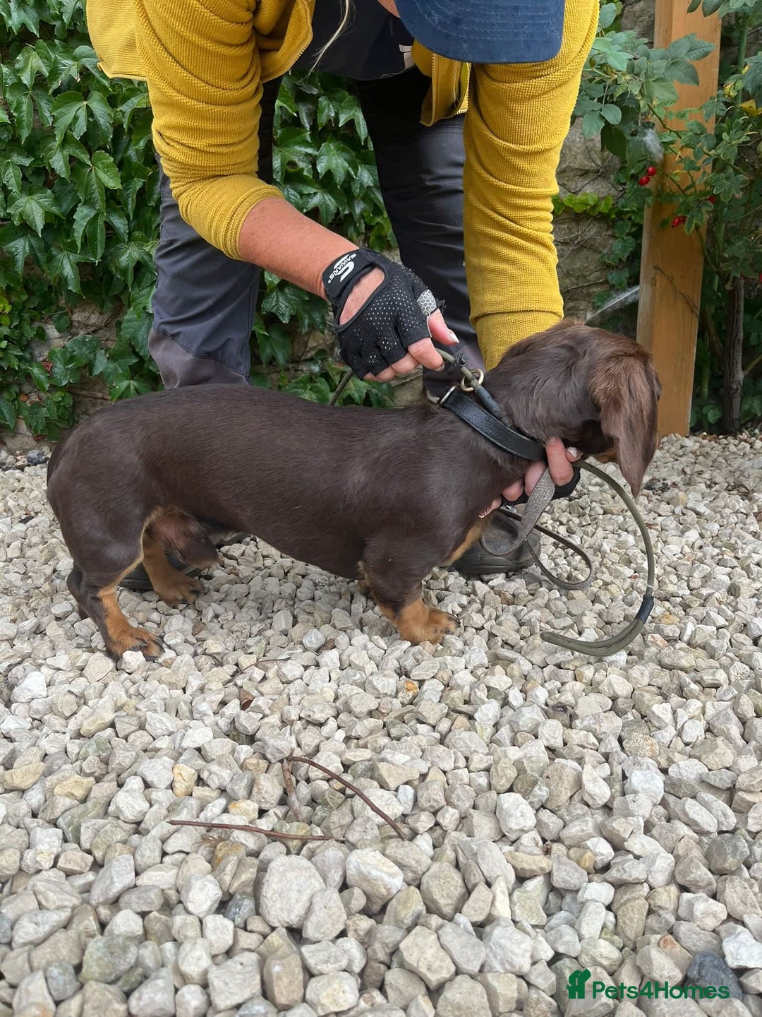 Dachshund dogs for adoption: Ollie - Image 3