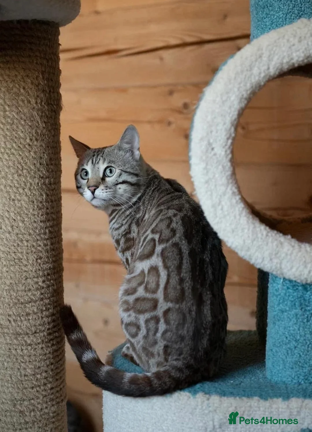 Bengal cats for sale: 🩶 ACTIVE ITALIAN IMPORT MALE 🩶 - Advert 2