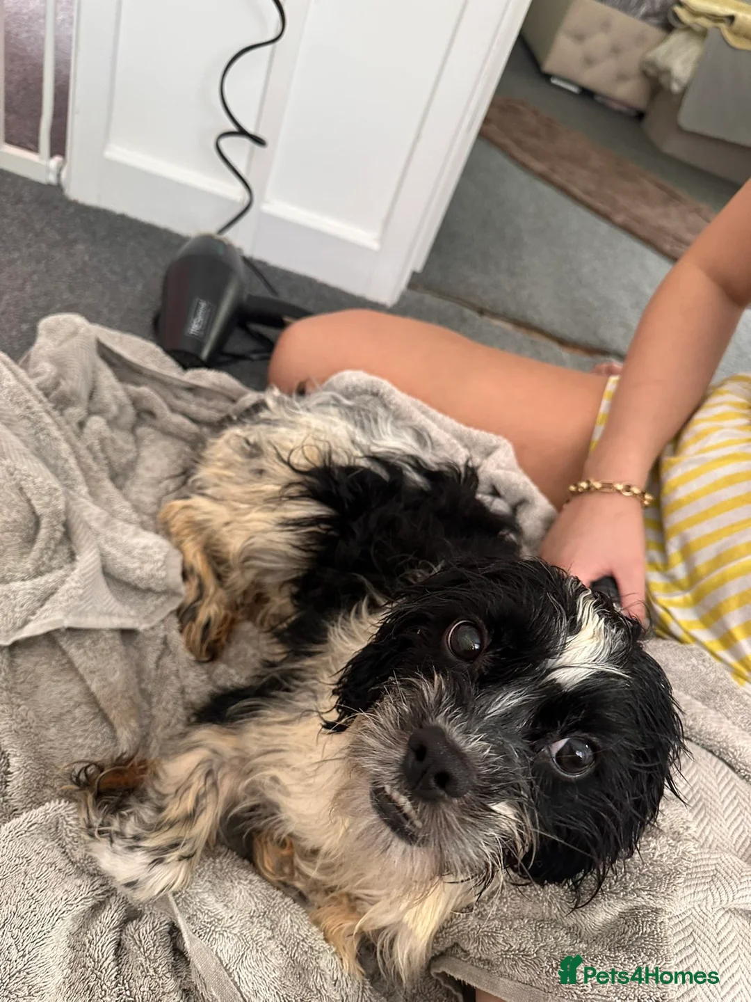 Cavachon dogs for sale: Cavachon pups  in Llanelli - Advert 2
