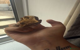 Gecko reptiles for sale: Crested gecko - Image 1