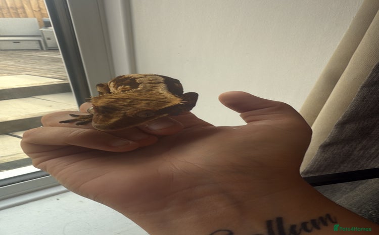 Gecko reptiles - Advert 2