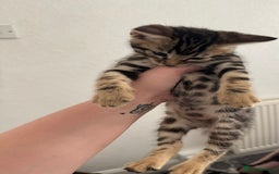 Bengal cats for sale: Beautiful Bengal mixed kittens - Image 28