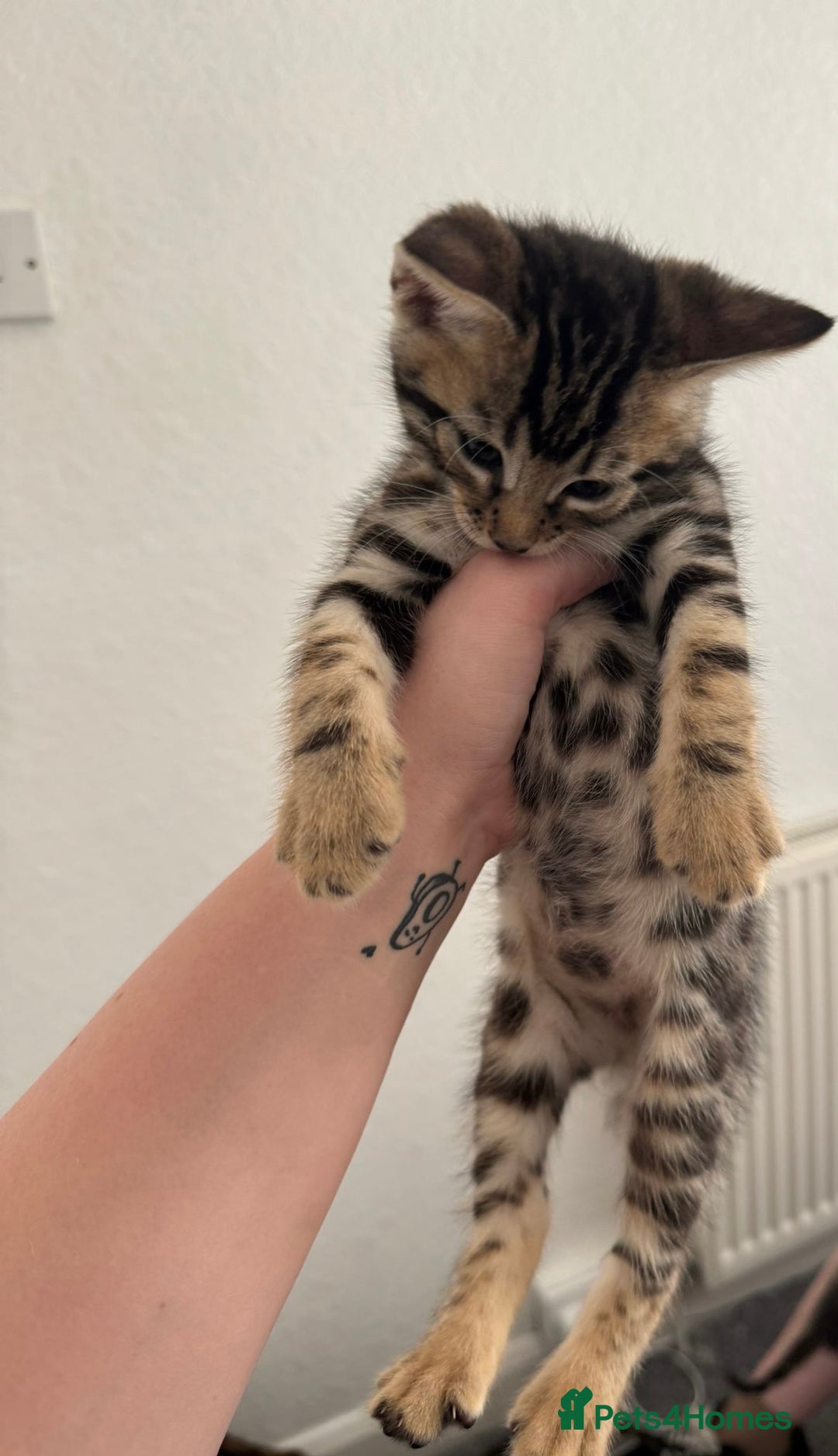Bengal cats for sale: Beautiful Bengal mixed kittens - Image 28