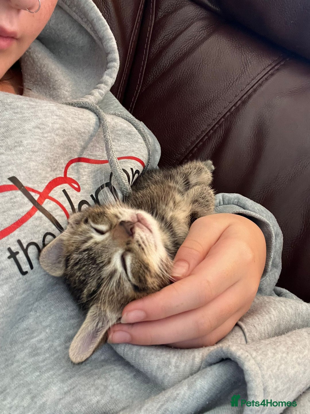 Domestic Shorthair cats for sale: 3 Gorgeous Kittens!! - Image 7