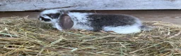 Mini Lop rabbits for sale: Gorgeous Mini lops  - Advert 15