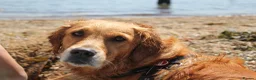 Golden Retriever dogs for sale: Litter of Golden Retriver puppies in Peterborough - Advert 2